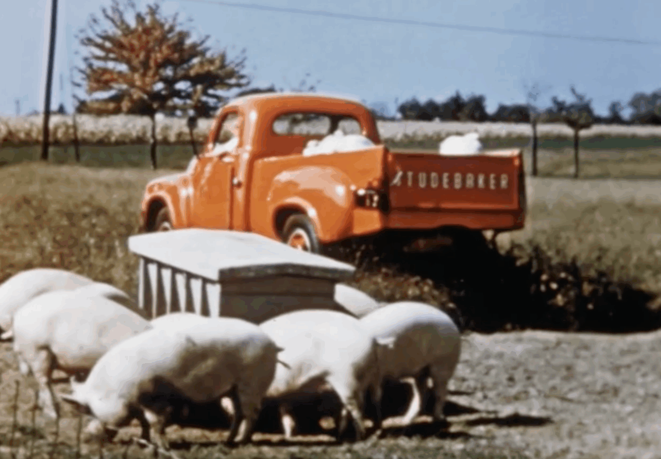 A farmer’s orange pickup truck is parked beside a group of pigs in a fenced field, illustrating mid-century agricultural life.